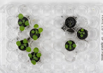 Scientists grow plants in soil from the Moon.