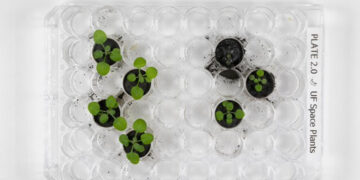 Scientists grow plants in soil from the Moon.