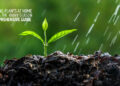 Growing Plants at Home During the Rainy Season: A Comprehensive Guide