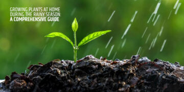 Growing Plants at Home During the Rainy Season: A Comprehensive Guide